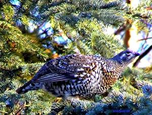 enjoying the sunshine