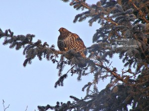 Spruce grouse